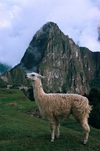 Lama - stroje Inków