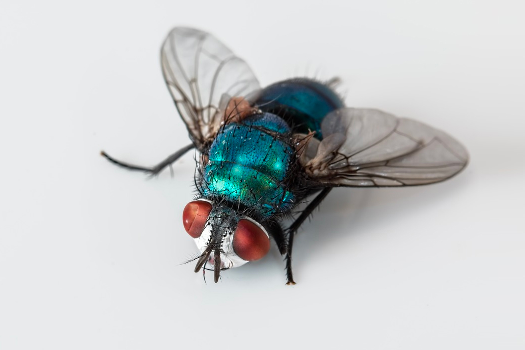 CHIRIRINKA - owad zwany „błękitną muchą”